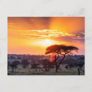 Safari in the Serengeti National Park Postcard