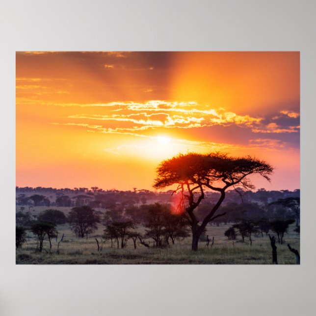 Safari in the Serengeti National Park Poster (Front)