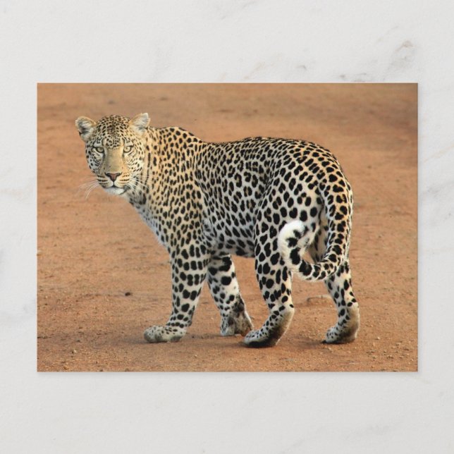 Safari Leopard Staring Back At You Postcard (Front)