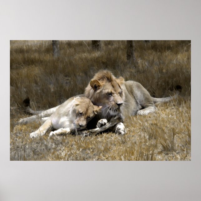 Safari-Lion Couple Poster (Front)