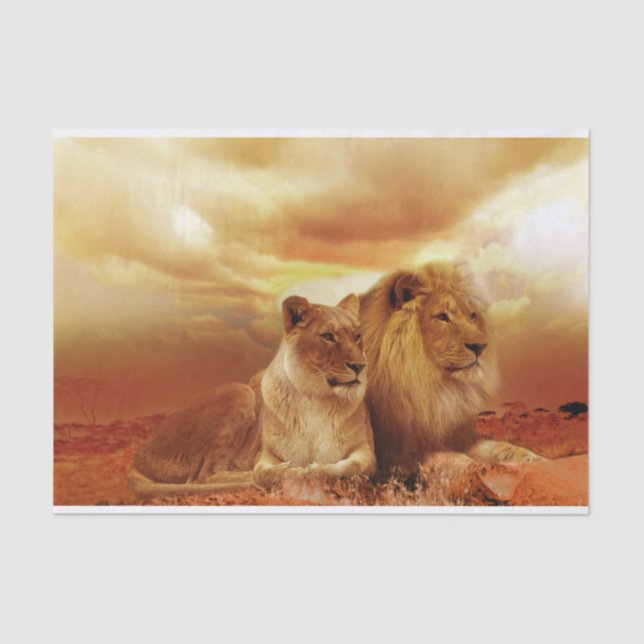 safari lions tissue paper (Front)