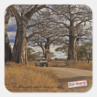 Safari Square Sticker