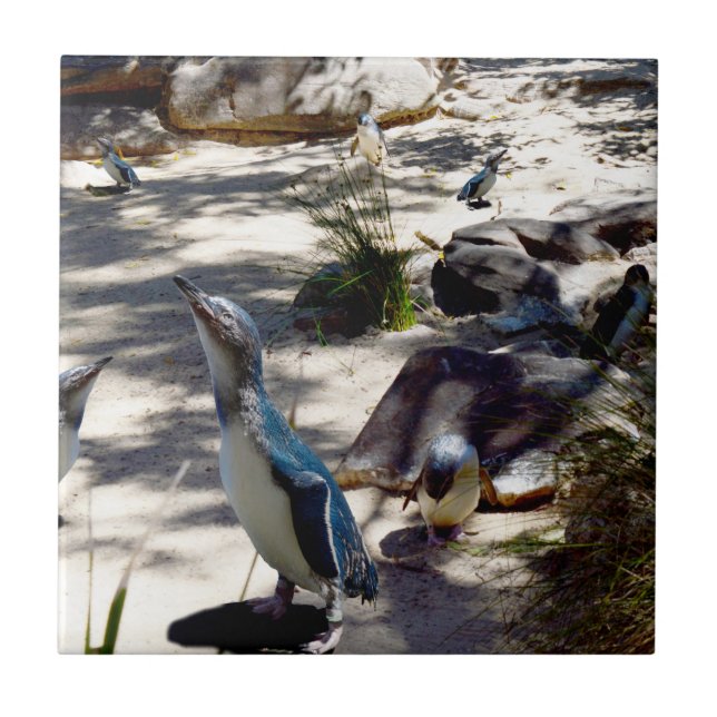 Safe Haven: Fairy Penguin Paradise, Tile (Front)