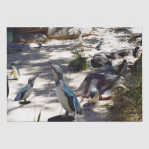 Safe Haven: Fairy Penguin Paradise, Tissue Paper