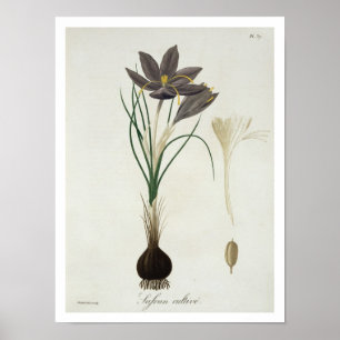 Saffron Crocus from 'Phytographie Medicale' by Jos Poster