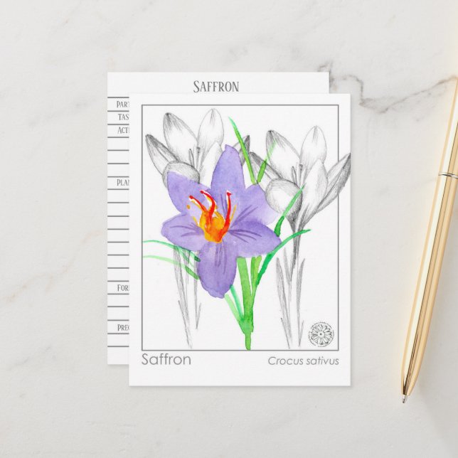 Saffron Crocus Herb Plant Materia Medica Postcard (Front/Back In Situ)