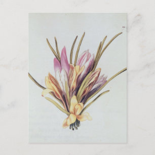 Saffron or Crocus, from 'La Guirlande de Julie' Postcard