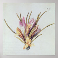 Saffron or Crocus, from 'La Guirlande de Julie'