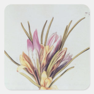 Saffron or Crocus, from 'La Guirlande de Julie' Square Sticker