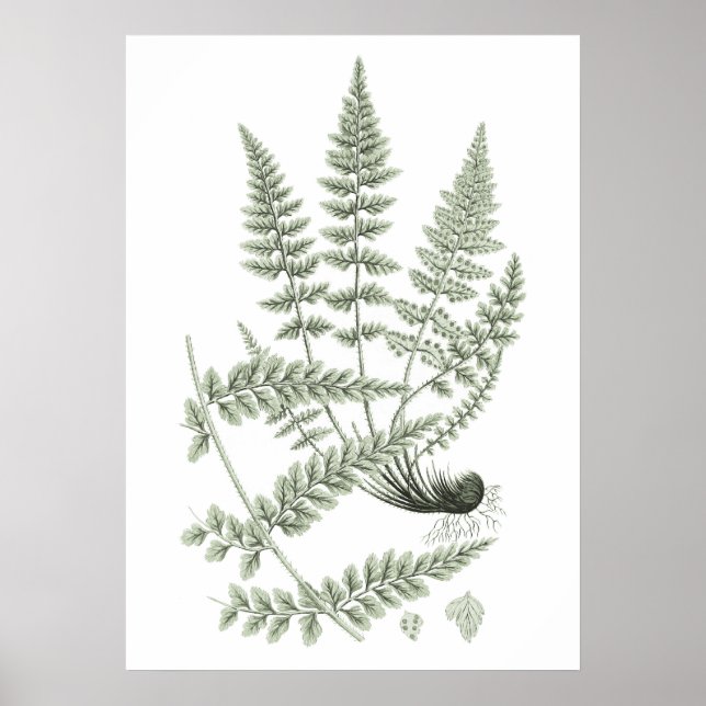 Sage Green Fern Plant Art Print no. 6 Home Decor (Front)