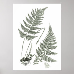 Sage Green Fern print no. 10 Botanical Wall Art
