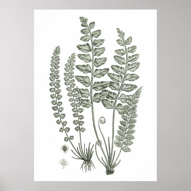 Sage Green Fern Print no. 12 Botanical Wall Decor (Front)