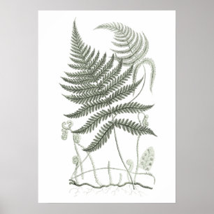 Sage Green Fern Print no. 9 Botanical Wall Art