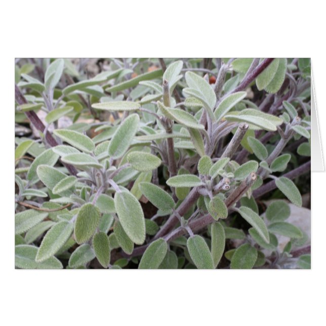 Sage greeting card (Front Horizontal)