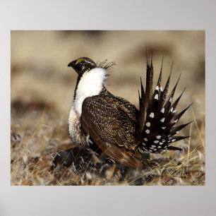 Sage Grouse Poster