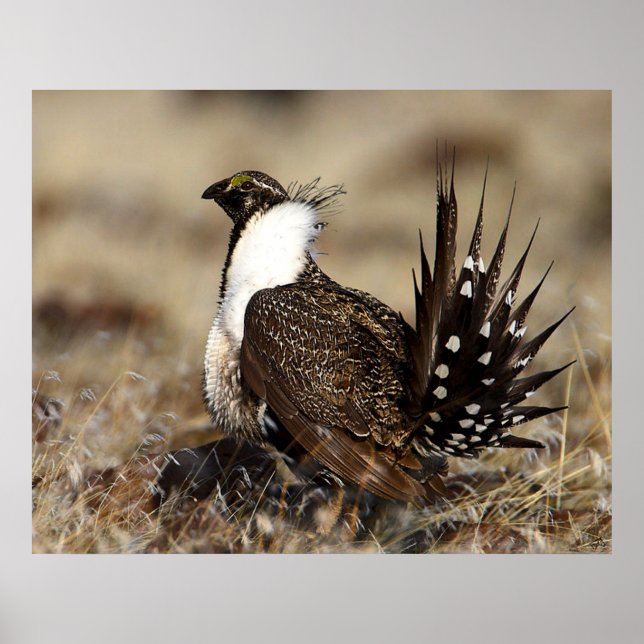 Sage Grouse Poster (Front)