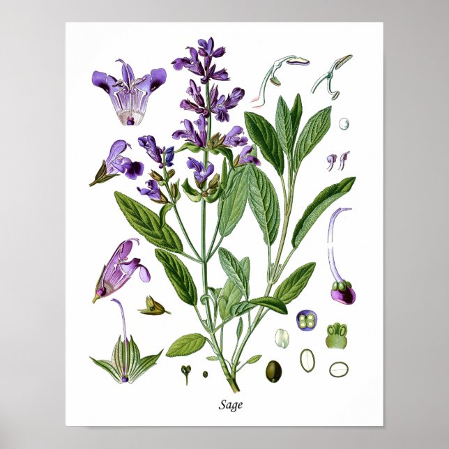 Sage Herb Botanical Kitchen Dining Wall Decor (Front)