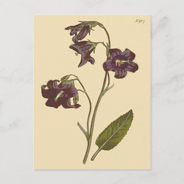 Sage Leaved Bellflower Botanical Illustration Postcard (Front)