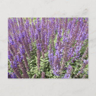 Sage Salvia Nemorosa Ostfriesland Postcard