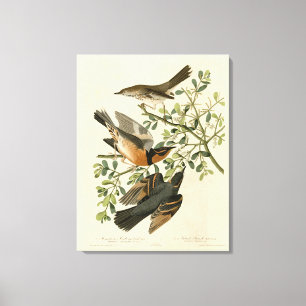 Sage Thrasher and Varied Thrush, Audubon's Birds Canvas Print