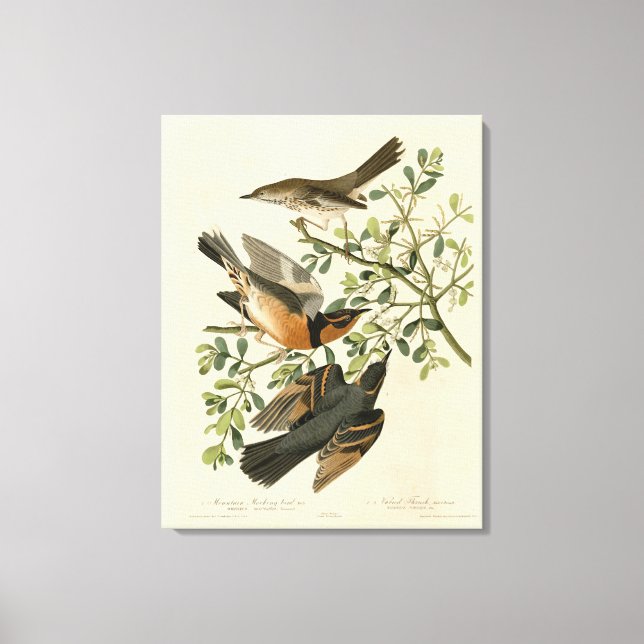 Sage Thrasher and Varied Thrush, Audubon's Birds Canvas Print (Front)