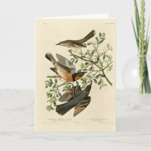 Sage Thrasher and Varied Thrush, Audubon's Birds Card