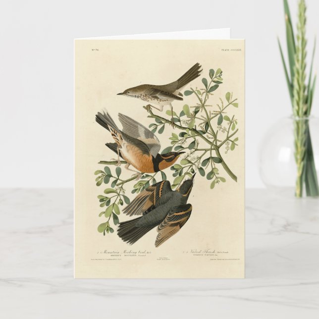 Sage Thrasher and Varied Thrush, Audubon's Birds Card (Front)