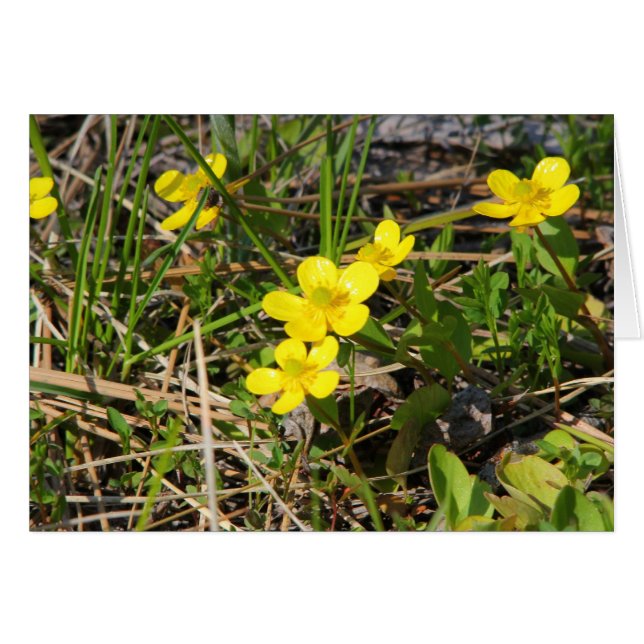 Sagebrush Buttercup (Front Horizontal)
