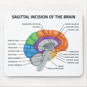  Sagittal Incision of the brain  Mouse Mat