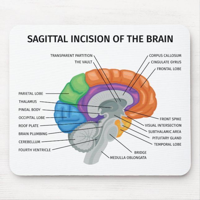  Sagittal Incision of the brain  Mouse Mat (Front)