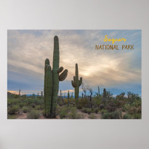 Saguaro at Sunset Poster