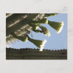 Saguaro Blooms Postcard