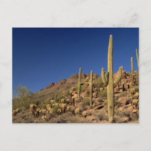 Saguaro cacti and Tucson Mountains, Tucson Postcard