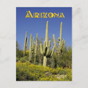 Saguaro cacti and yellow wildflowers, Arizona Postcard