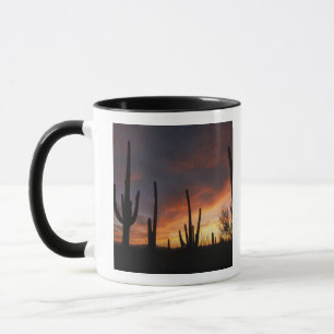 saguaro cacti, Carnegiea gigantea, after Mug