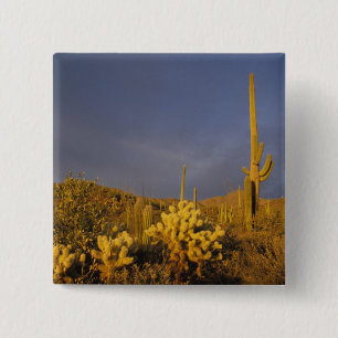 saguaro cacti, Carnegiea gigantea, and teddy 15 Cm Square Badge