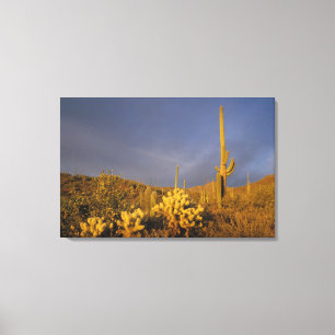 saguaro cacti, Carnegiea gigantea, and teddy Canvas Print