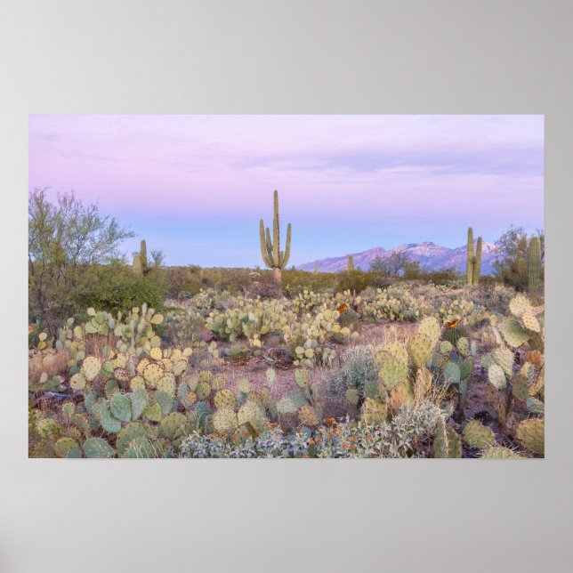 Saguaro Cacti Desert Landscape Poster (Front)