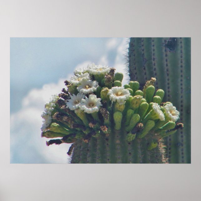 Saguaro cacti in bloom print (Front)
