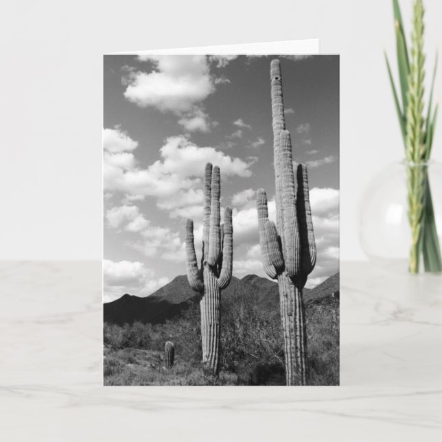 Saguaro Cacti Sonoran Desert Photo Greeting Cards (Front)
