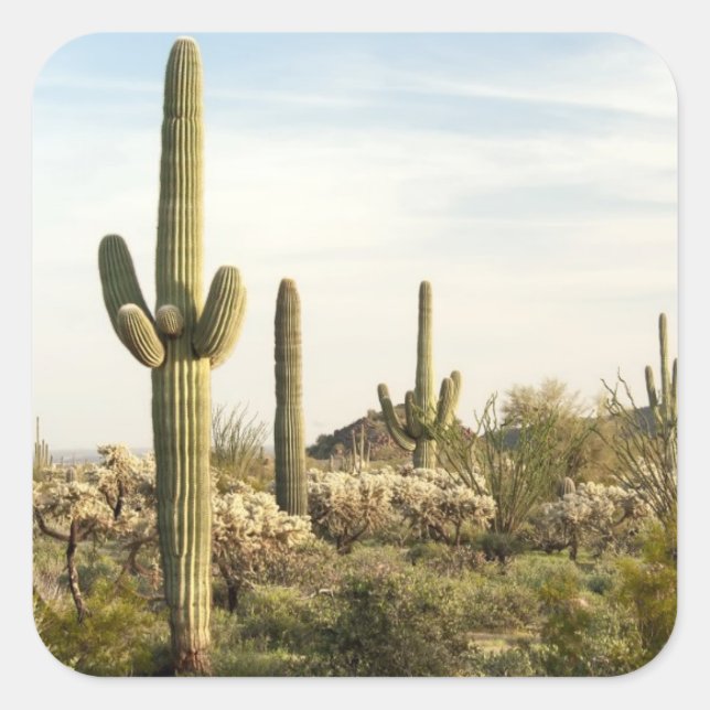 Saguaro Cactus, Arizona,USA Square Sticker (Front)