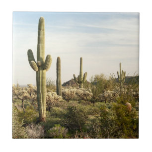 Saguaro Cactus, Arizona,USA Tile