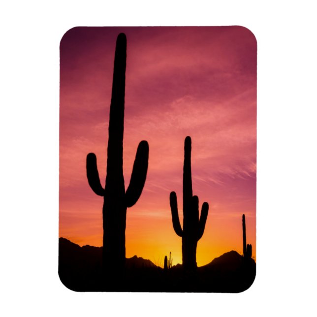 Saguaro cactus at sunrise, Arizona Magnet (Vertical)
