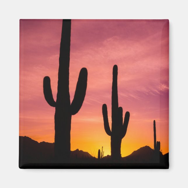 Saguaro cactus at sunrise, Arizona Magnet (Front)