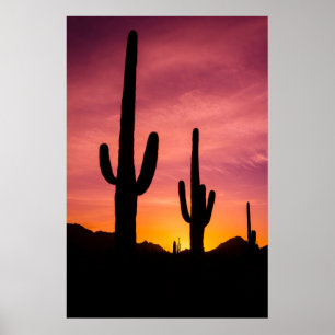 Saguaro cactus at sunrise, Arizona Poster
