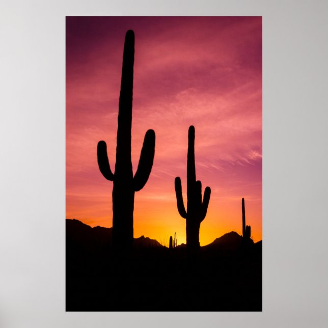 Saguaro cactus at sunrise, Arizona Poster (Front)