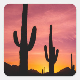 Saguaro cactus at sunrise, Arizona Square Sticker
