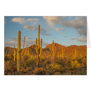 Saguaro cactus at sunset, Arizona