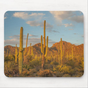 Saguaro cactus at sunset, Arizona Mouse Mat