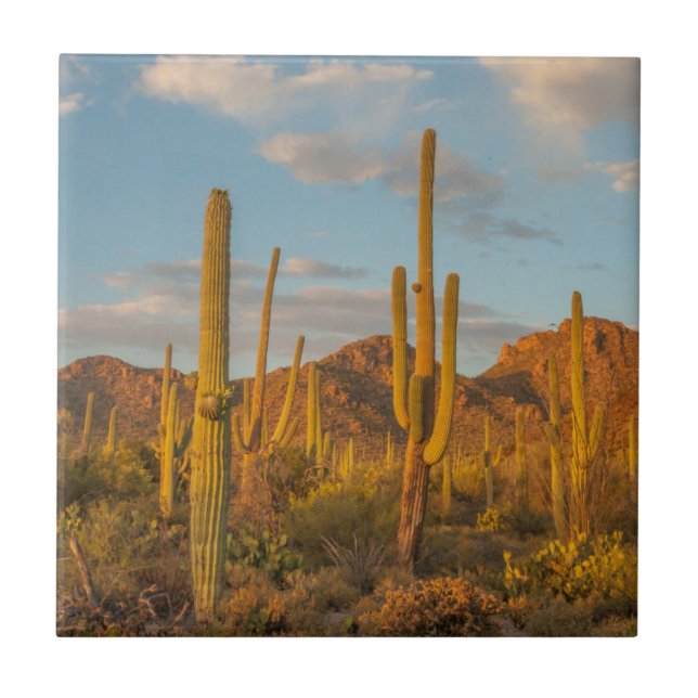 Saguaro cactus at sunset, Arizona Tile (Front)